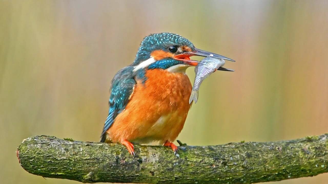 Kingfisher Birds