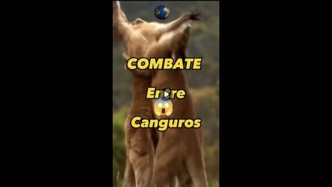 Así es un combate entre canguros