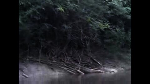 Amazon 2007