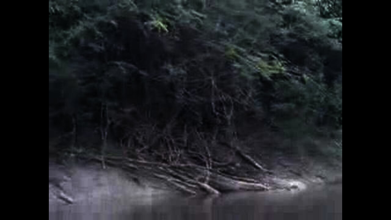 Amazon 2007
