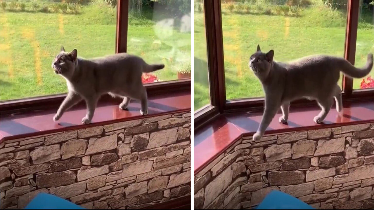 Cat fell from the window