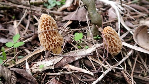 Morel Hunting