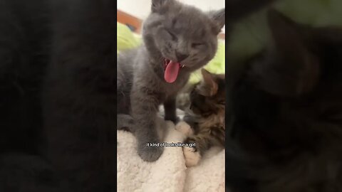 KITTEN UPDATE TIME! 🤭