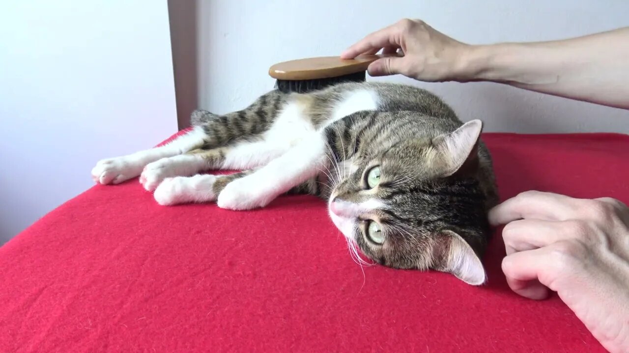 It Is Brushing Time for the Cat