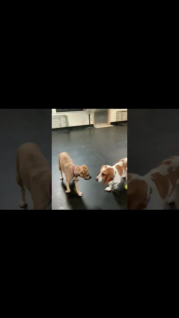 [Shorts 0108] MAX [#dogs #doggos #doggies #puppies #dogdaycare]