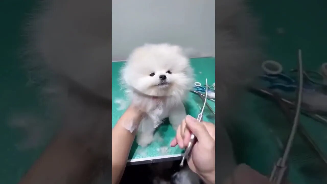 Cute Little Cat Transformation #cutecat #animation