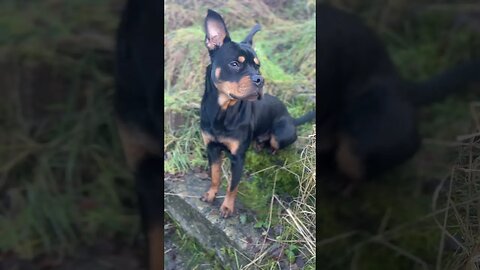 Cute Rottweiler goes for a walk #shorts #short #viral #trending #subscribe