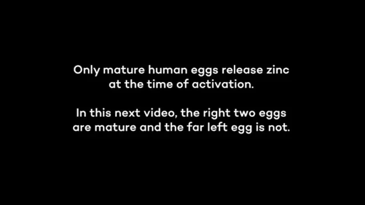 Scientists Captured Flash of Light When a Sperm Meets an Egg