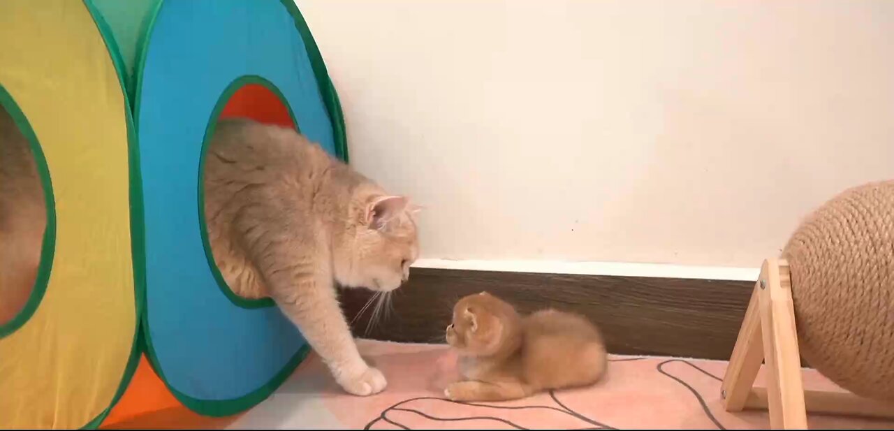 cat 🐈-and - baby