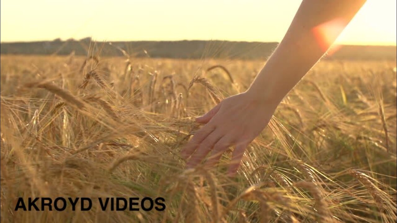 STING - FIELDS OF GOLD