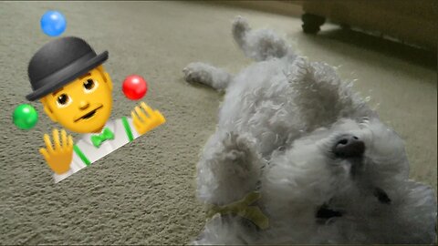 WHAT TRICKS CAN QUINCY DO?!