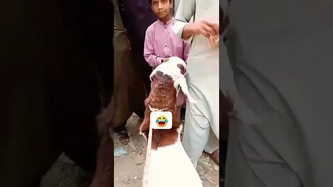 Goat ate 5000 note in Abbottabad market. ایبٹ آباد کی منڈی میں بکرا 5 ہزار کا نوٹ کھا گیا ۔