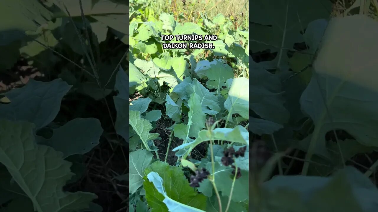 Fall Cover Crop Grazing Strategy for Cows #covercrops #farming #regenerativeagriculture