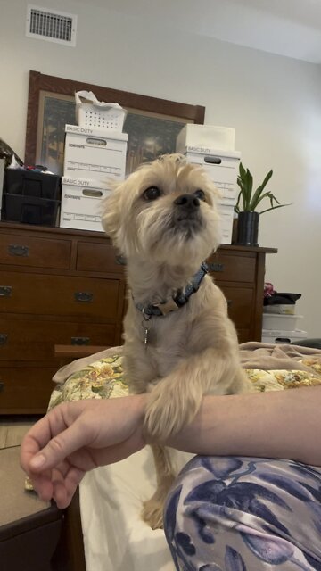 Cute Dog Wants Lunch