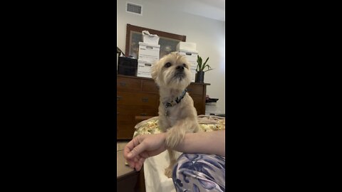 Cute Dog Wants Lunch