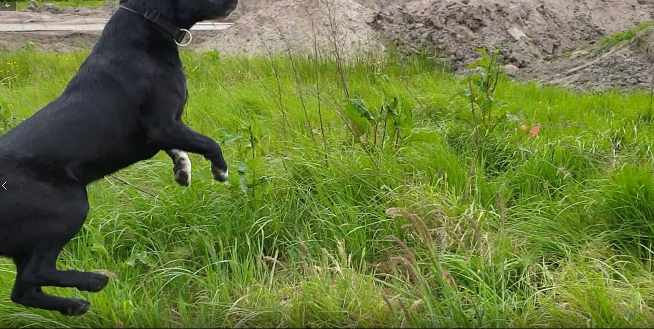 Crazy Dog Hilariously Jumps Like A Antilope - Try Not To Laugh