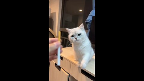 cat video 1