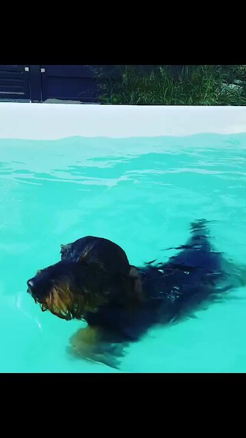 Watch this fearless pup learn how to swim in the pool