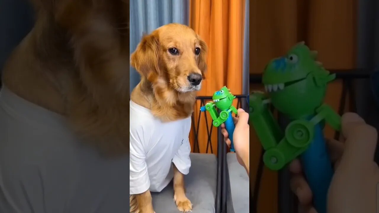 so funny doggy