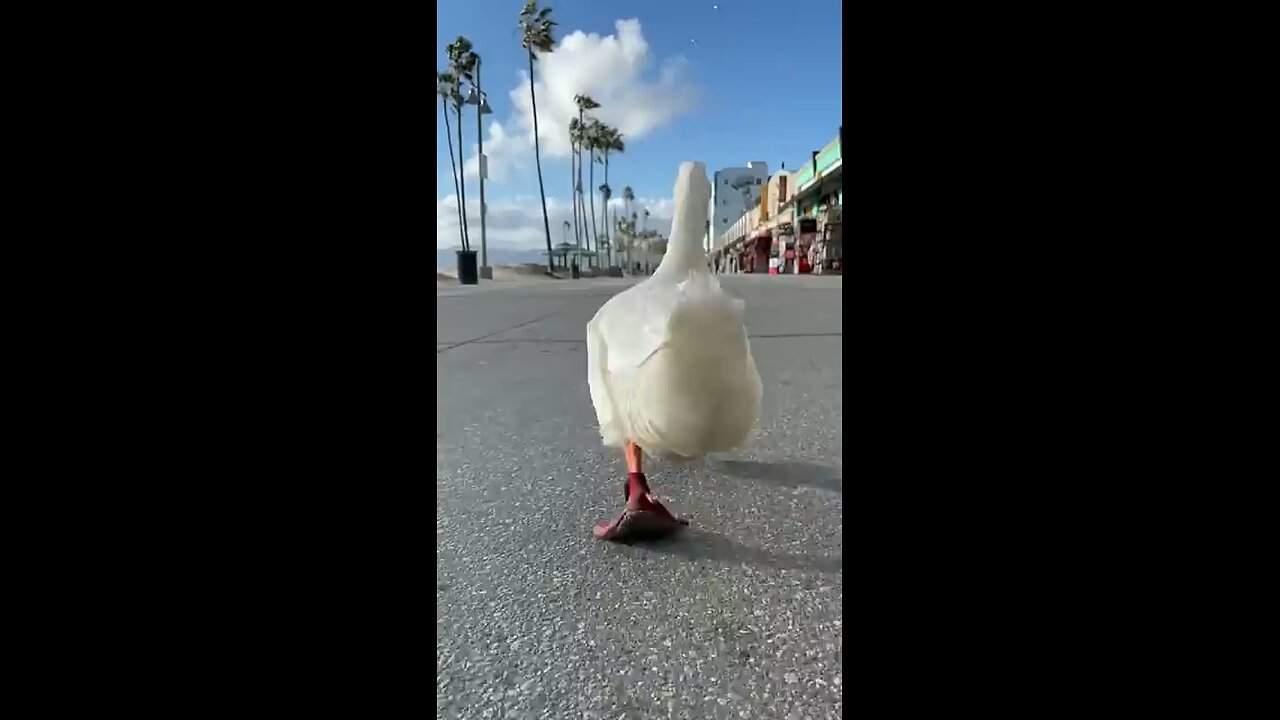 Duck 🦆 is best funny video 📸 😆😆