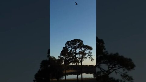 Live Free! VIRAL CLIP!