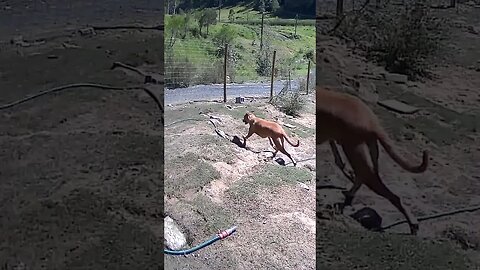 Farm monitoring Animals