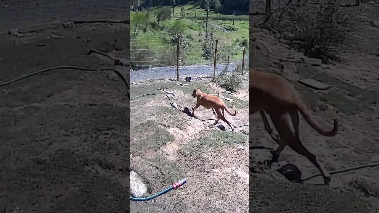 Farm monitoring Animals