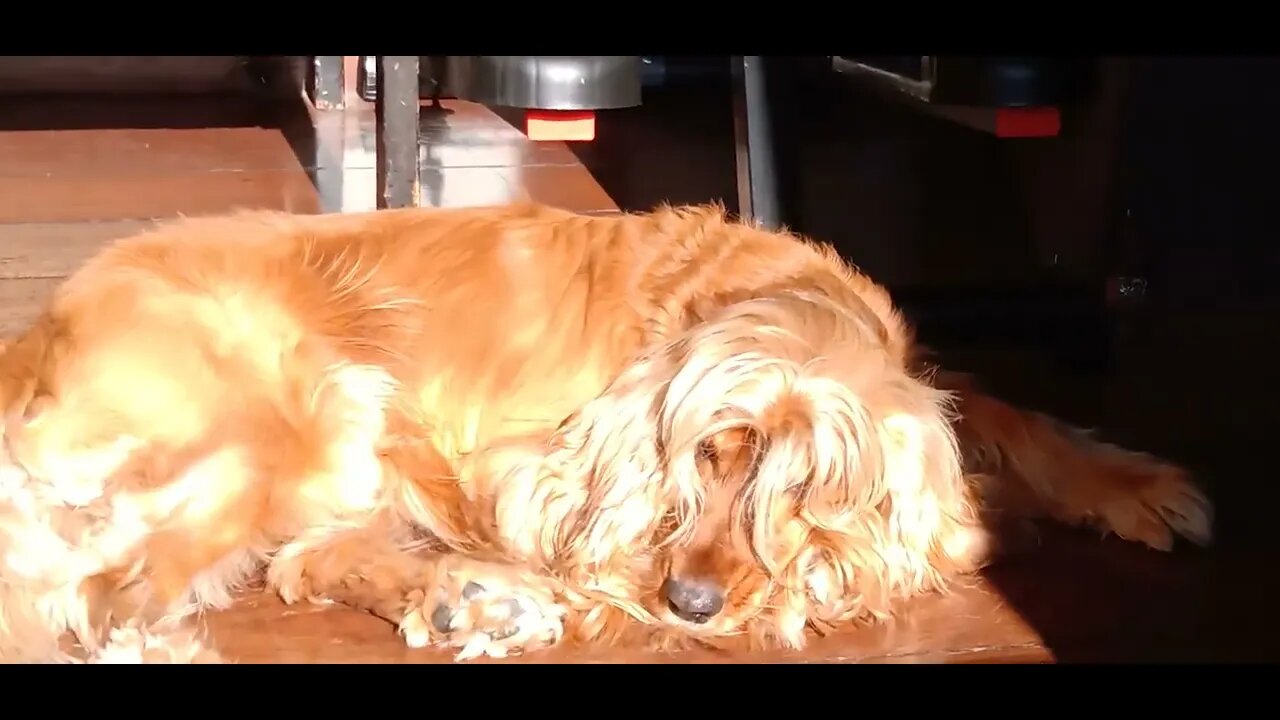 #dogshow , #animals , #dogs