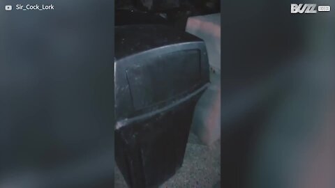 Woman makes unexpected visit to raccoon's home