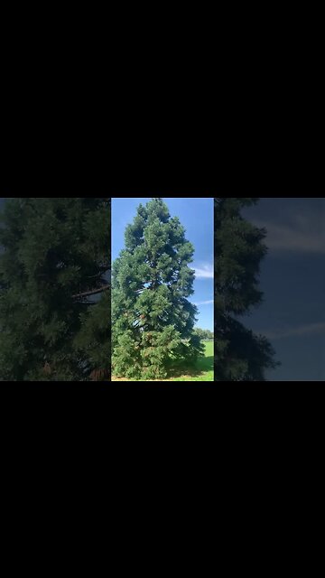 Beautiful green trees in London park