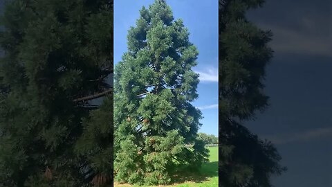 Beautiful green trees in London park