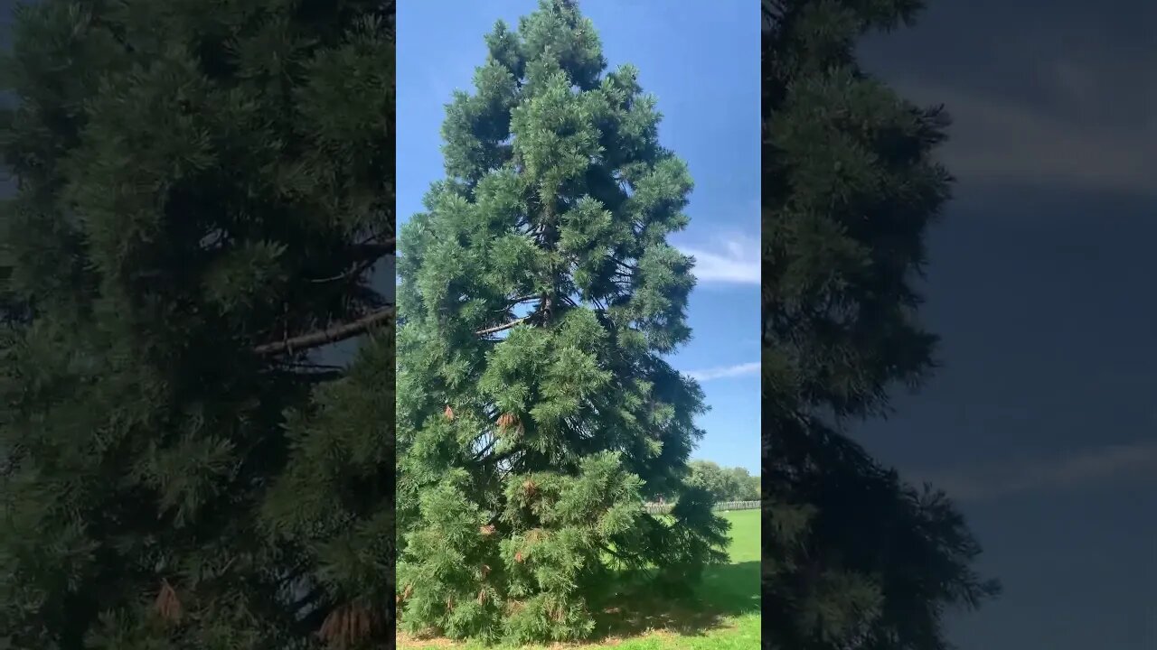 Beautiful green trees in London park