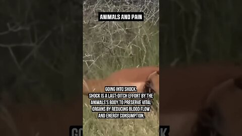 How Animals TOLERATE PAIN..😖 #pain #animals #wildlife #uncensored