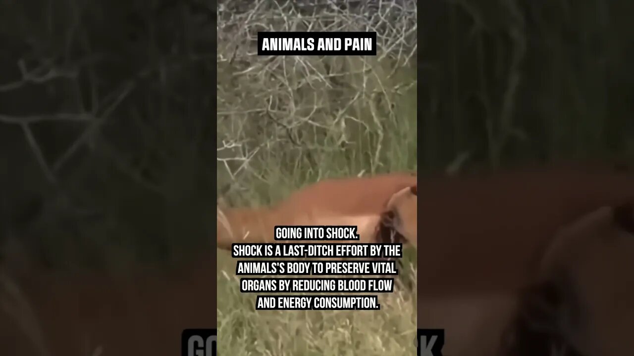 How Animals TOLERATE PAIN..😖 #pain #animals #wildlife #uncensored