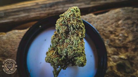 JKDISTRO THCA BUBBLEGUM RUNTZ