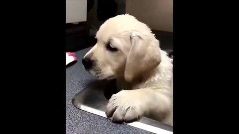 Labrador Compilation - Cute and Funny