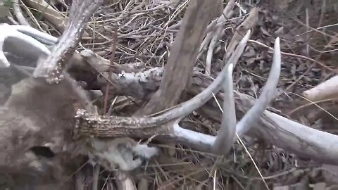 Girl finds a dead head and shed side by side!