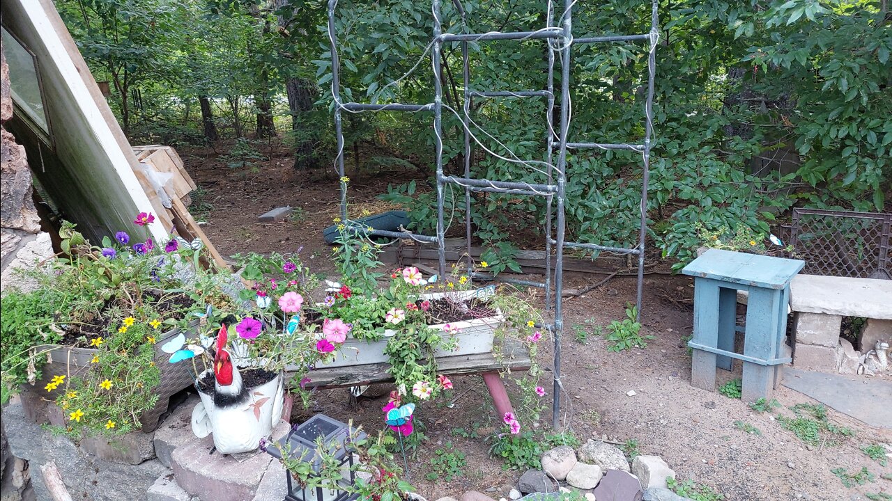 A Walk in the yard. Summer too Fall. 8-19-2022