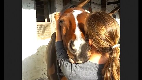 Horse loves getting ears scratched