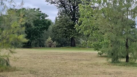 Birds, Bugs, Buddy & Train.