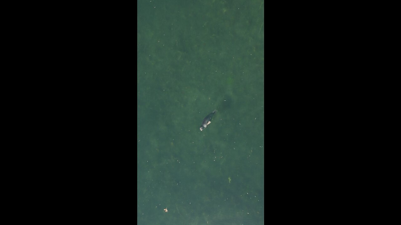 Seal having fun in Alaska