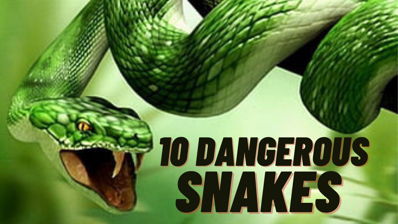 10 Biggest Snakes Ever Discovered