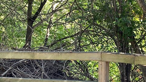 Red tipped black bird and chickadees