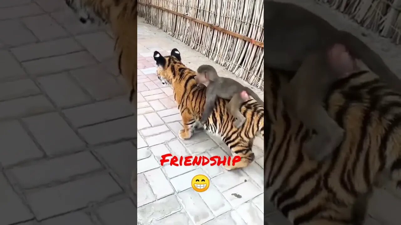 #short #Friendship