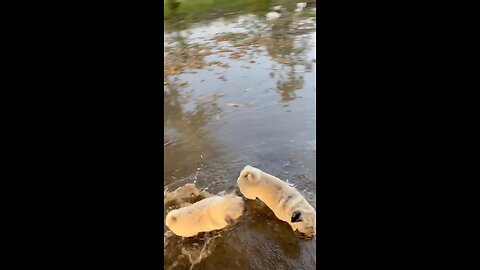 Dogs fun in village swimming poll