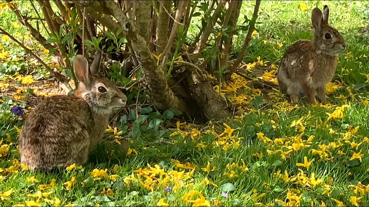 Bunnies are Back! | Miscellaneous Monday
