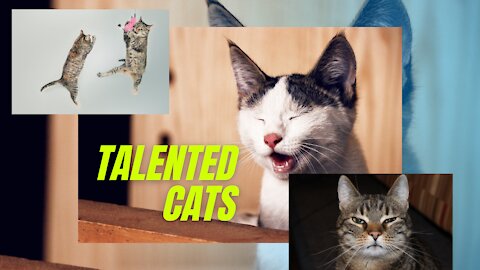 TALENTED CATS