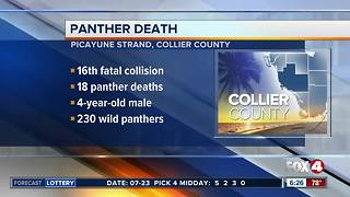 Florida panther hit and killed by vehicle