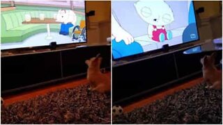 This puppy is a huge 'Family Guy' fan!