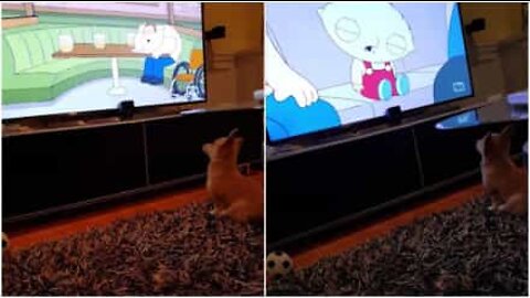 This puppy is a huge 'Family Guy' fan!